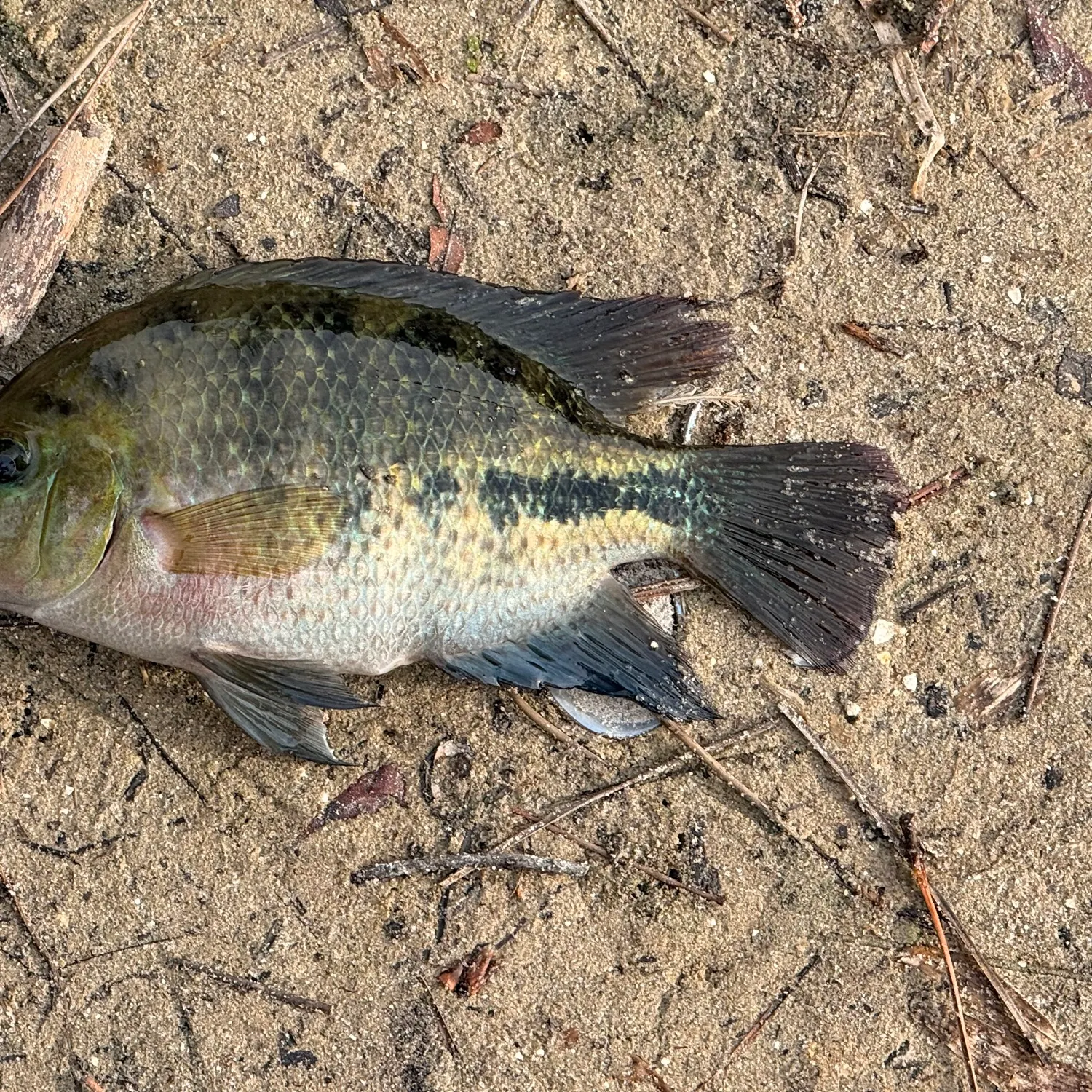 The most recent Spotted tilapia catches on Fishbrain