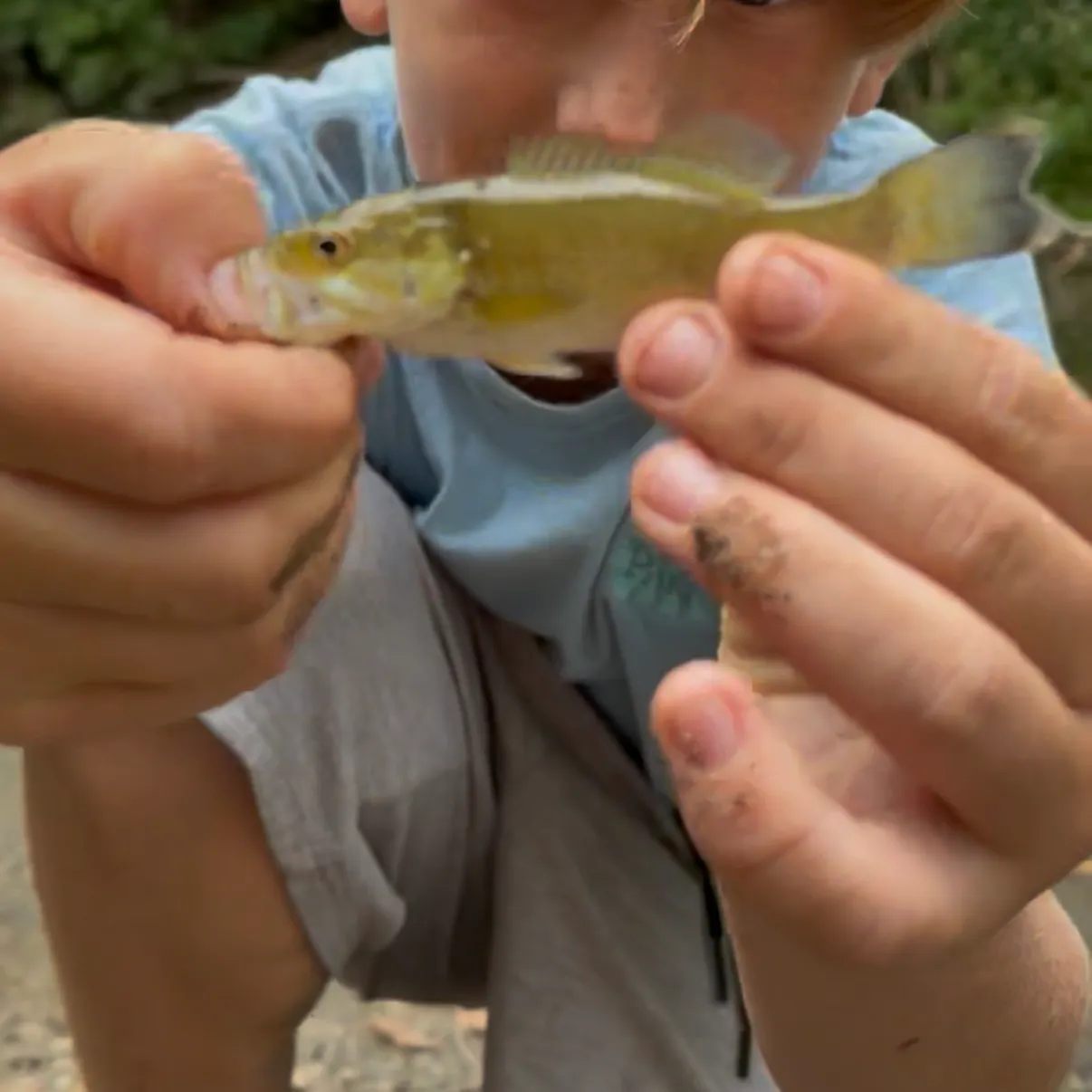 Smallmouth bass caught on Fishbrain