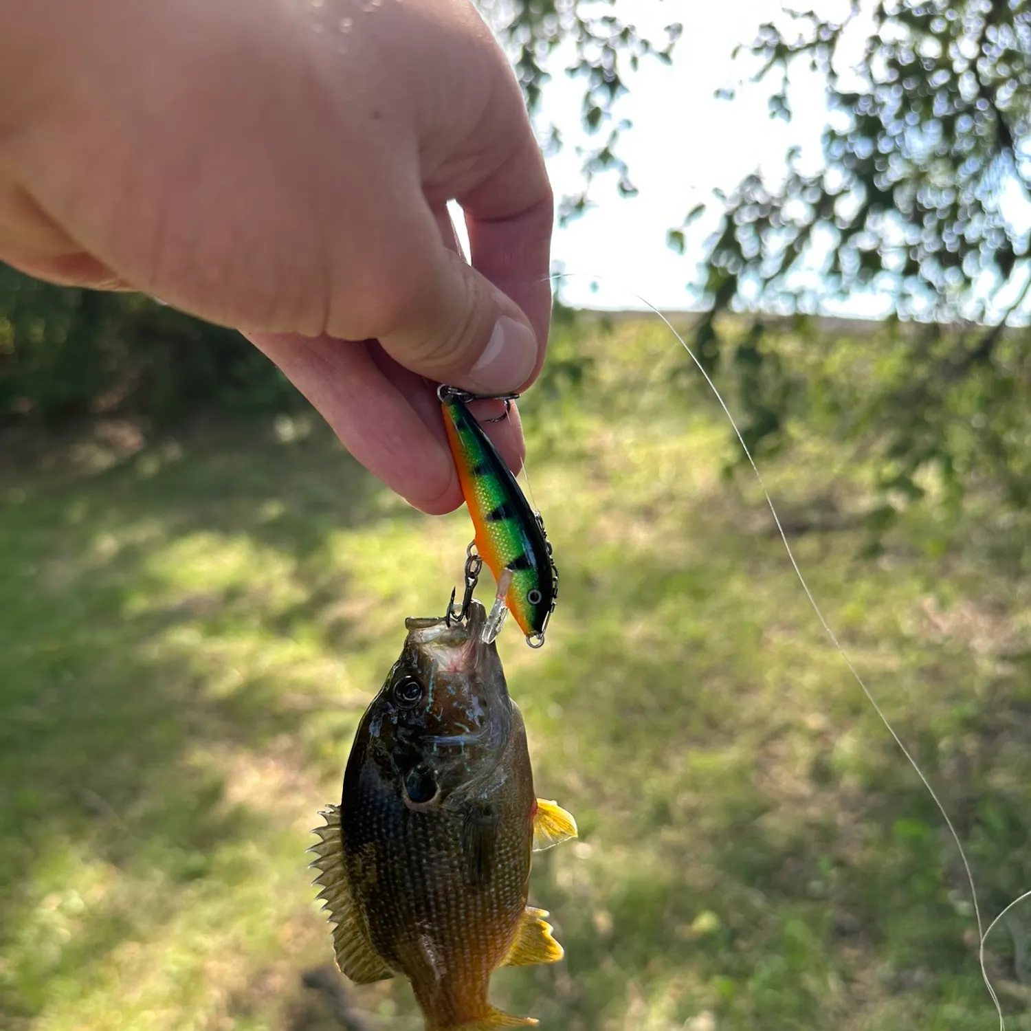 Green sunfish caught on Fishbrain