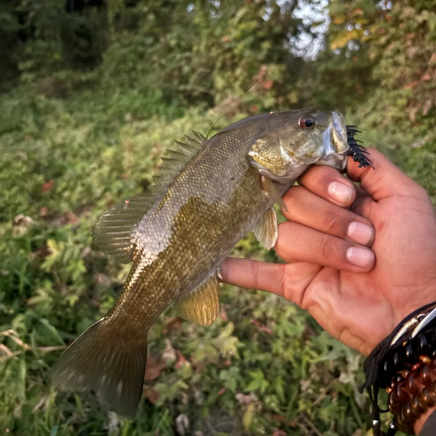 Smallmouth bass caught on Fishbrain
