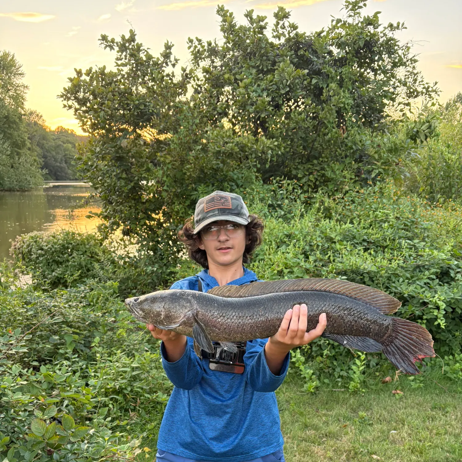 Northern snakehead caught on Fishbrain
