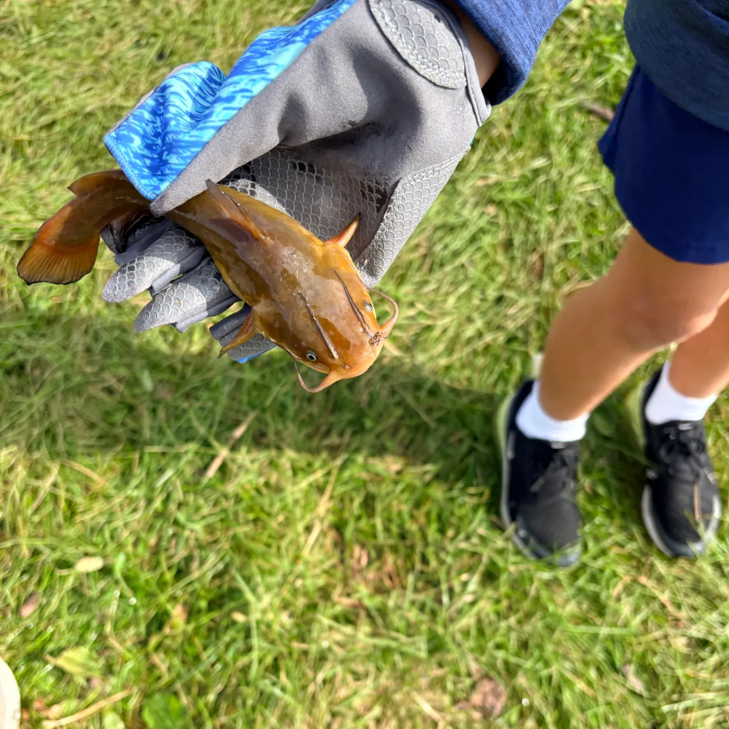Yellow bullhead caught on Fishbrain