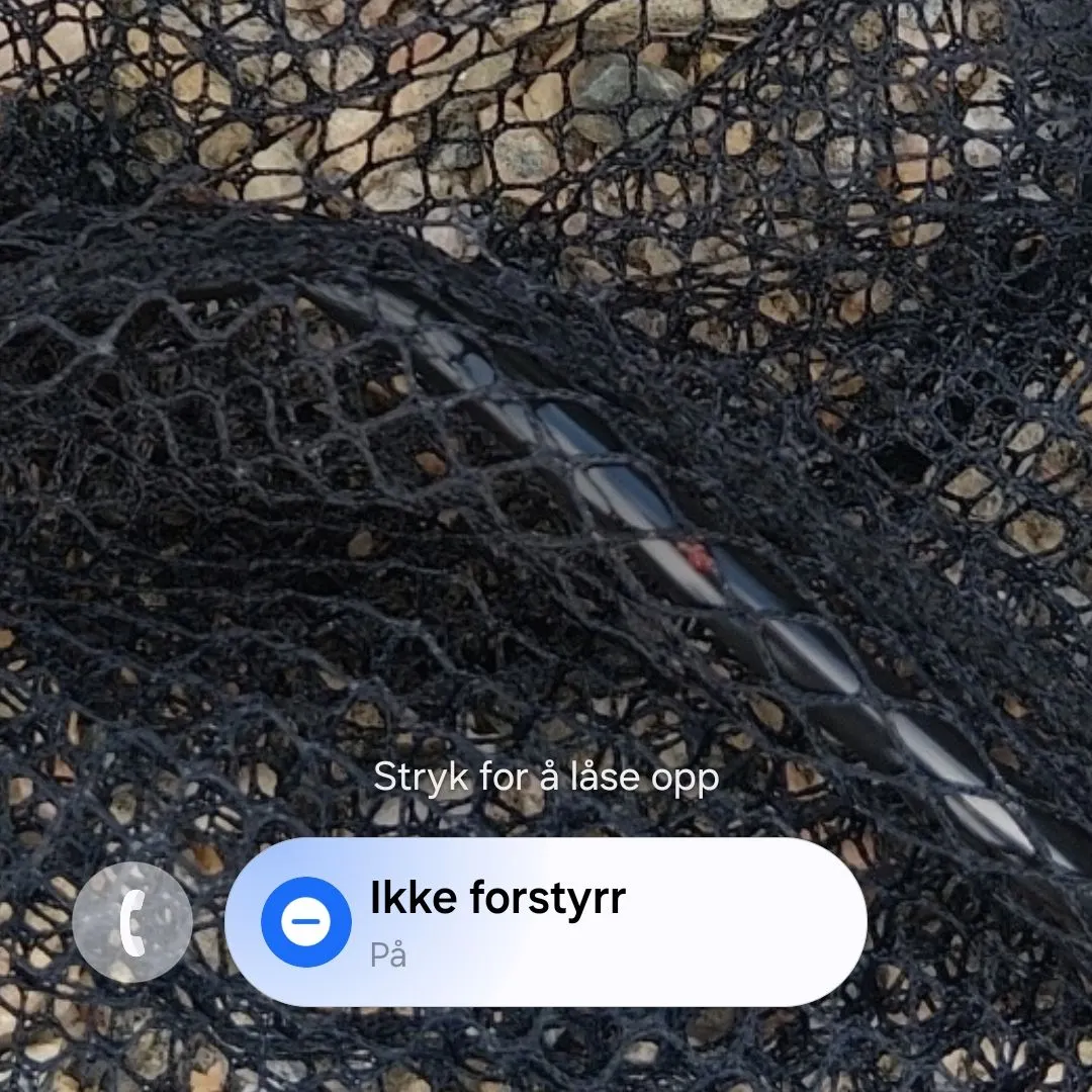 Northern pike caught on Fishbrain