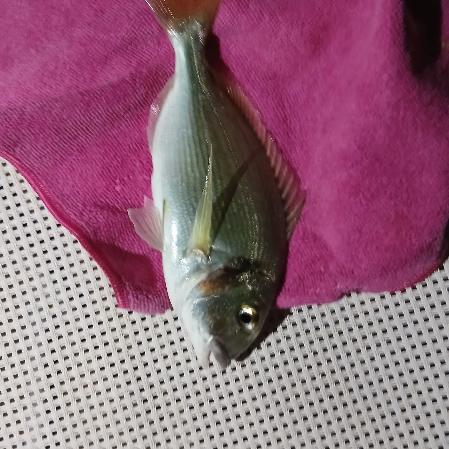 Gilthead seabream caught on Fishbrain