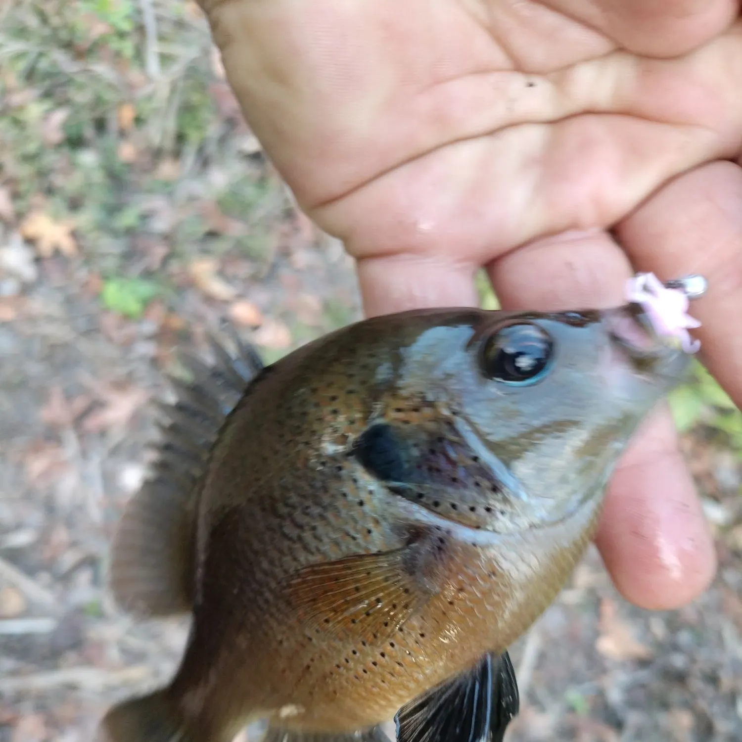 The most popular recent Spotted sunfish catch on Fishbrain