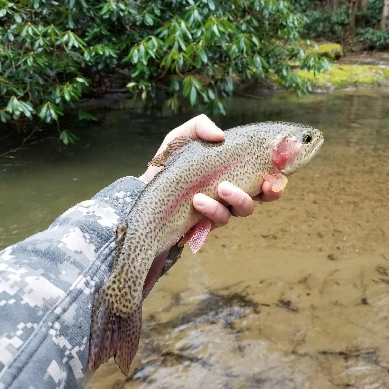 recently logged catches