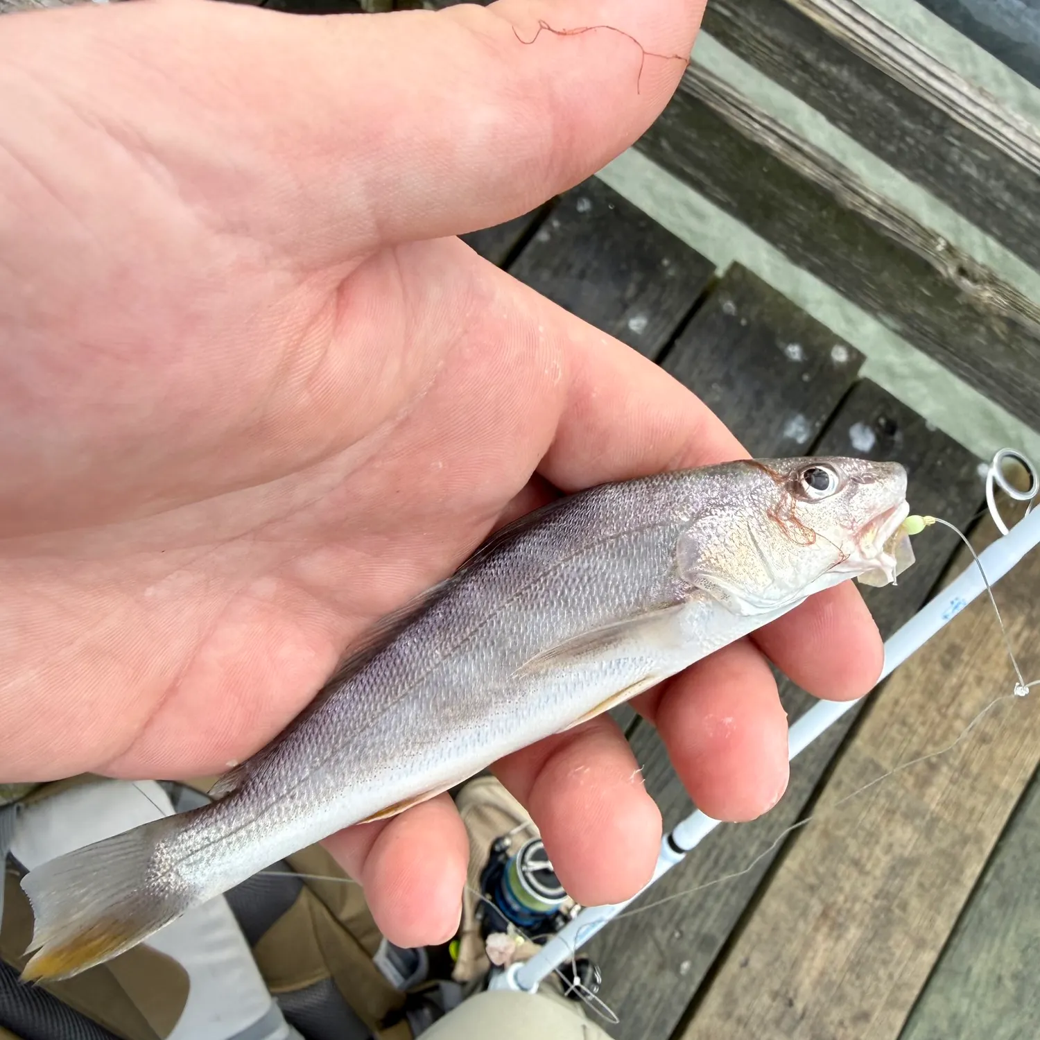 The most recent White croaker catches on Fishbrain