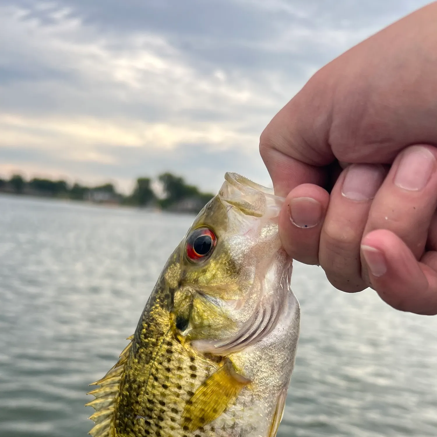 Rock bass caught on Fishbrain