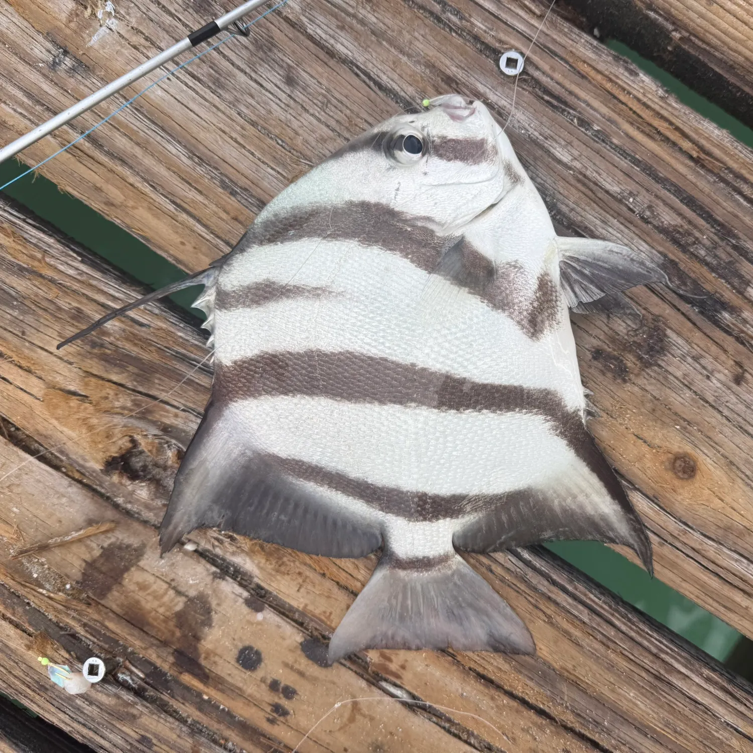 The most recent Atlantic spadefish catches on Fishbrain