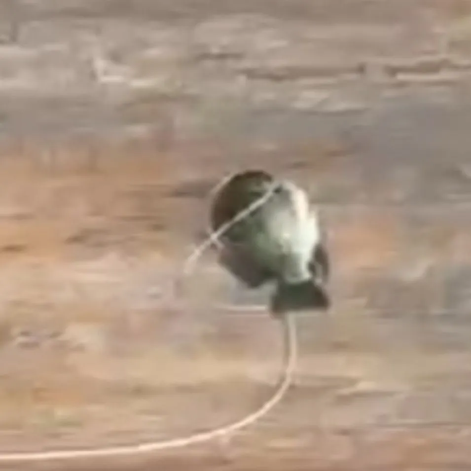 The most recent Coppernose bluegill catches on Fishbrain