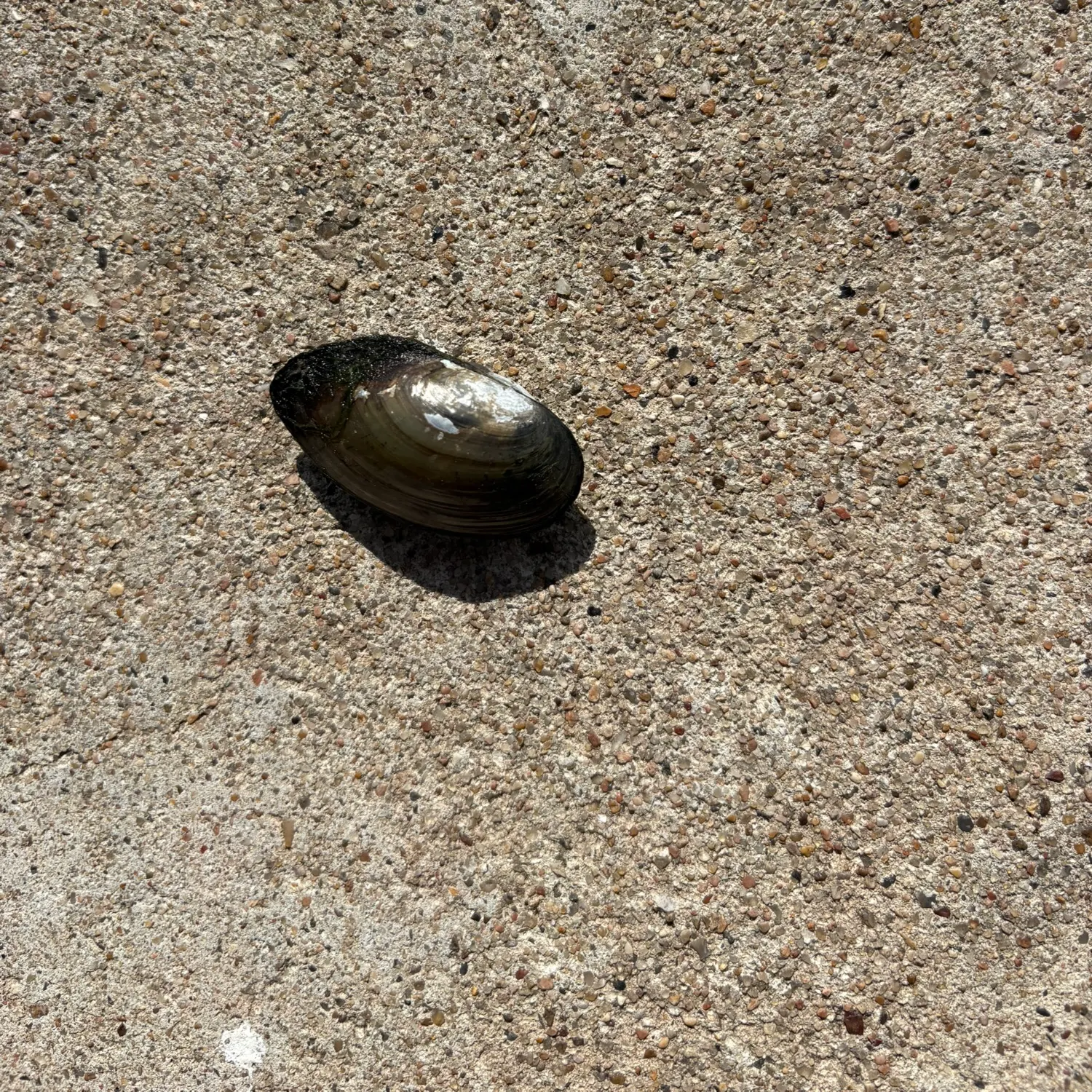 Asian clam caught on Fishbrain