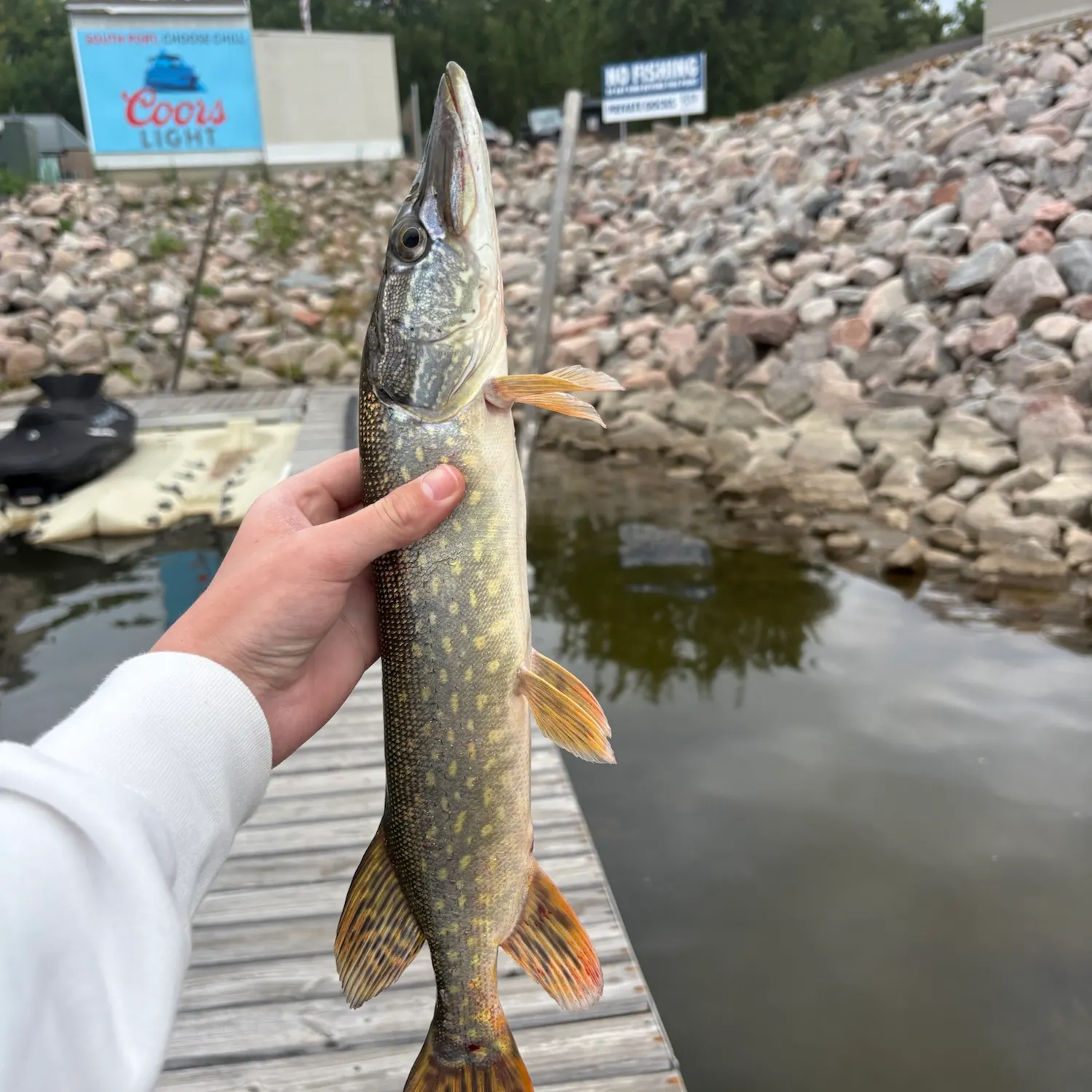 Northern pike caught on Fishbrain