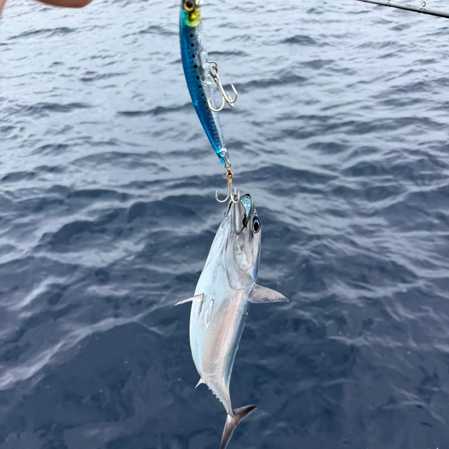 Frigate tuna caught on Fishbrain