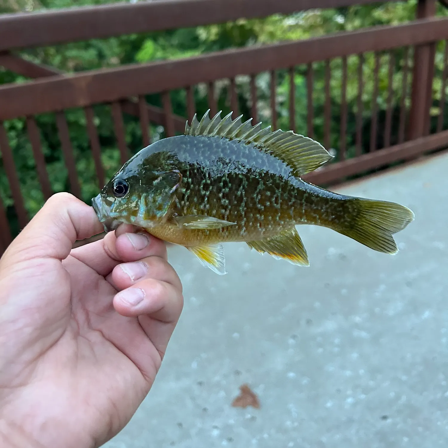 The most recent Pumpkinseed x green sunfish catches on Fishbrain