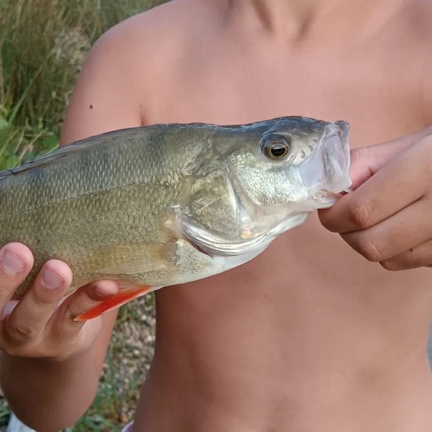 European perch caught on Fishbrain