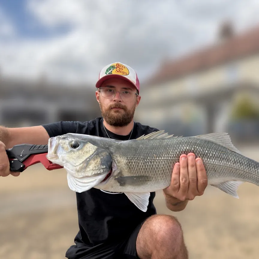 European seabass caught on Fishbrain