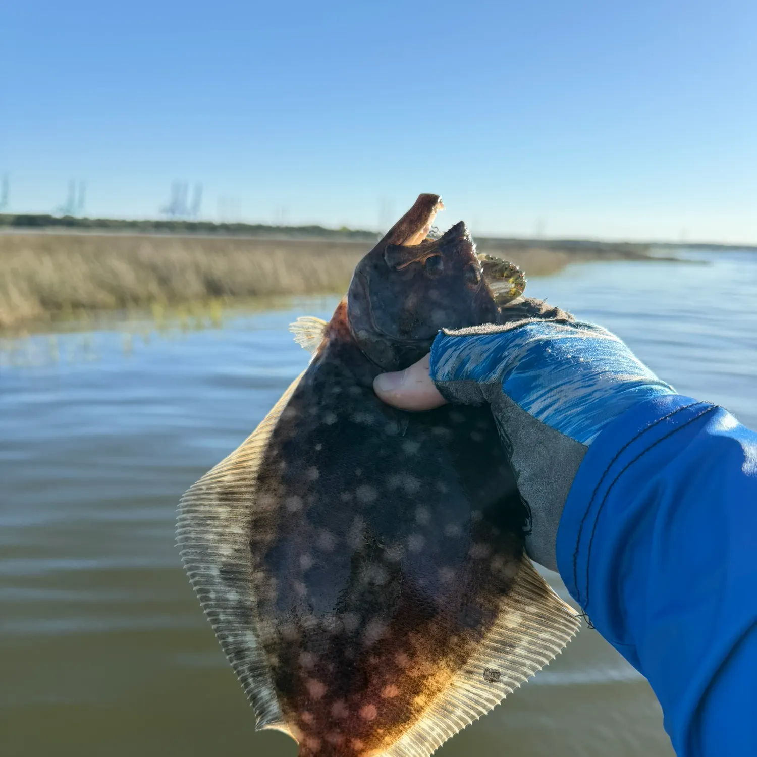The most recent Summer flounder catches on Fishbrain