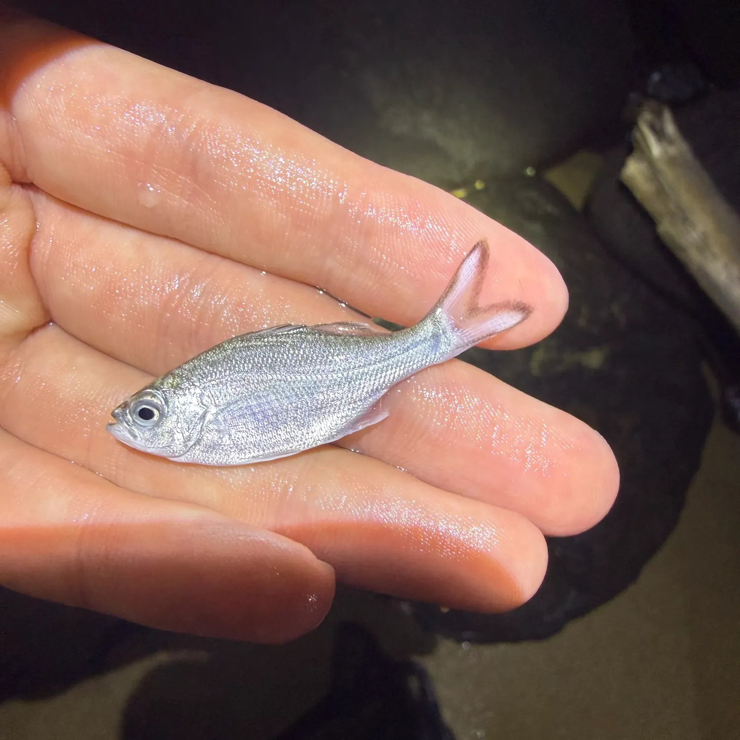 The most recent Reticulated flagtail catches on Fishbrain