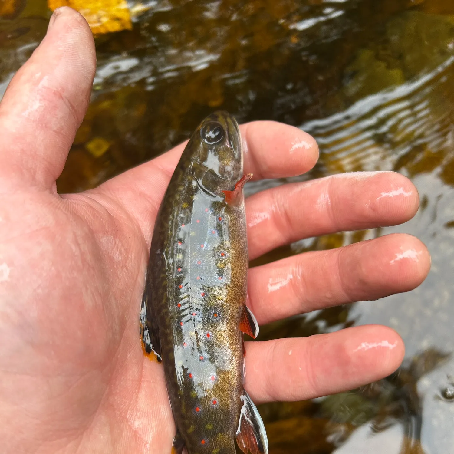 Brook trout caught on Fishbrain