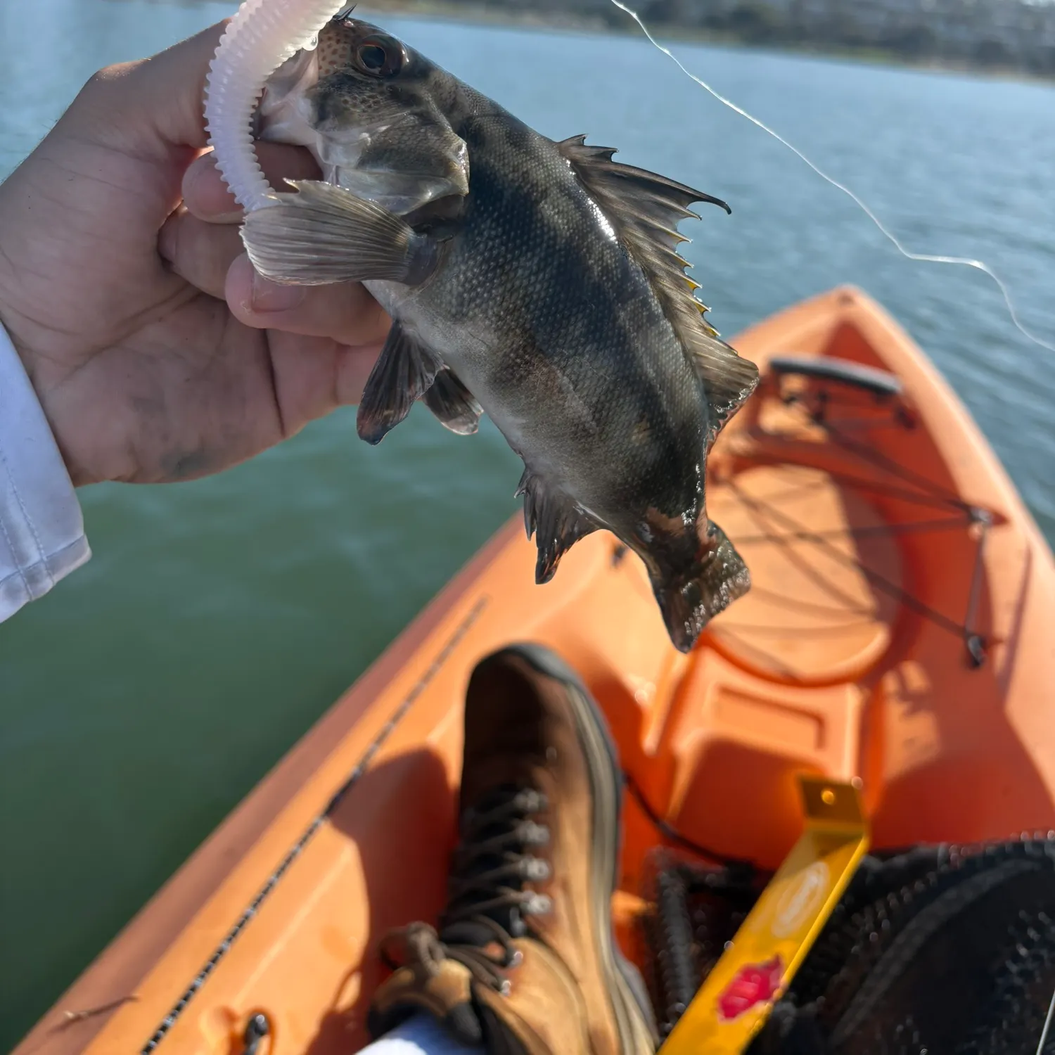 The most recent Barred sand bass catches on Fishbrain
