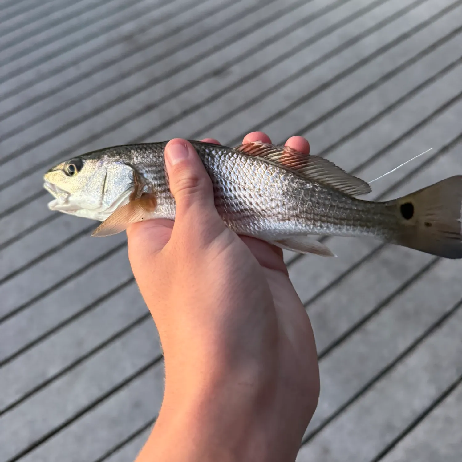 Red drum caught on Fishbrain