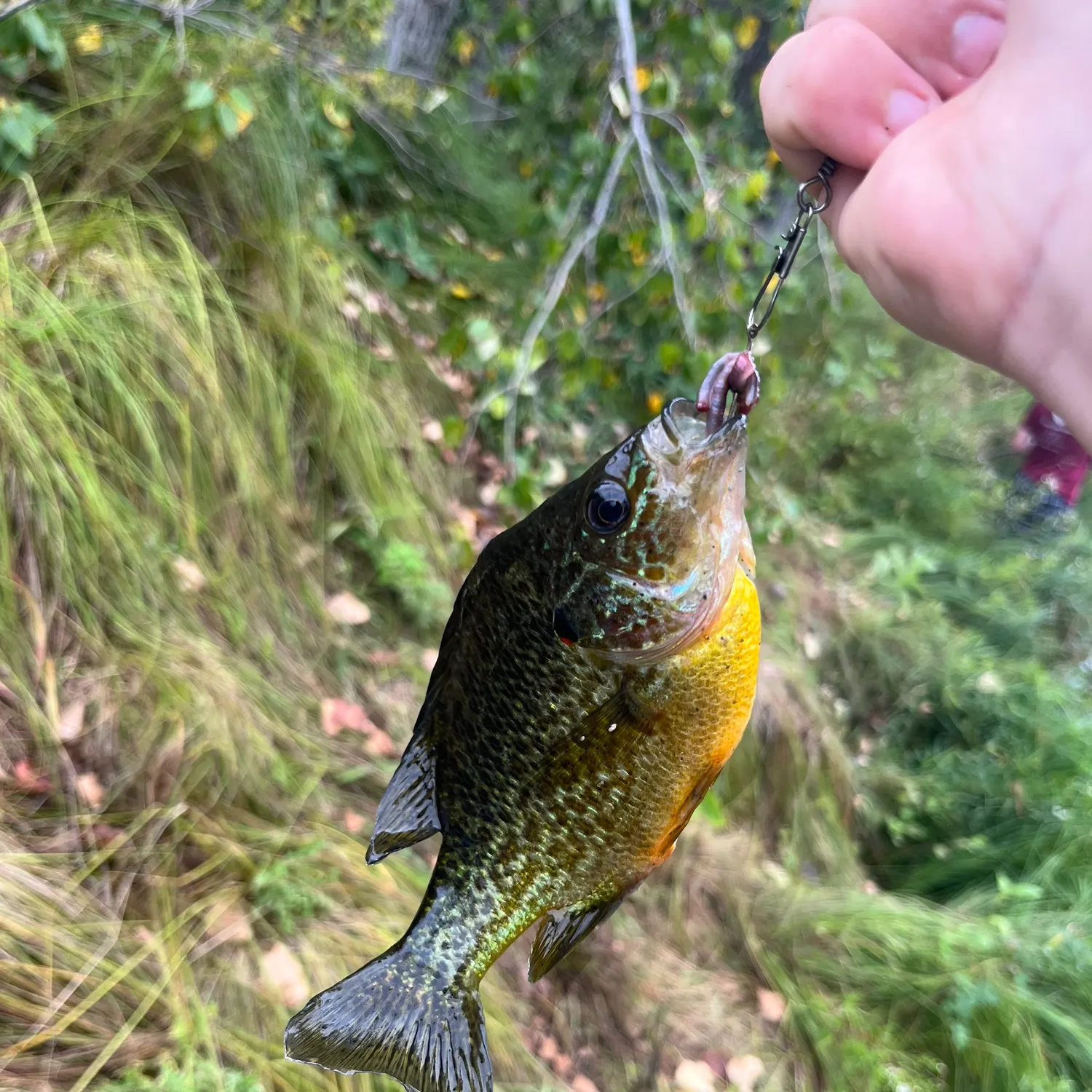 Pumpkinseed caught on Fishbrain