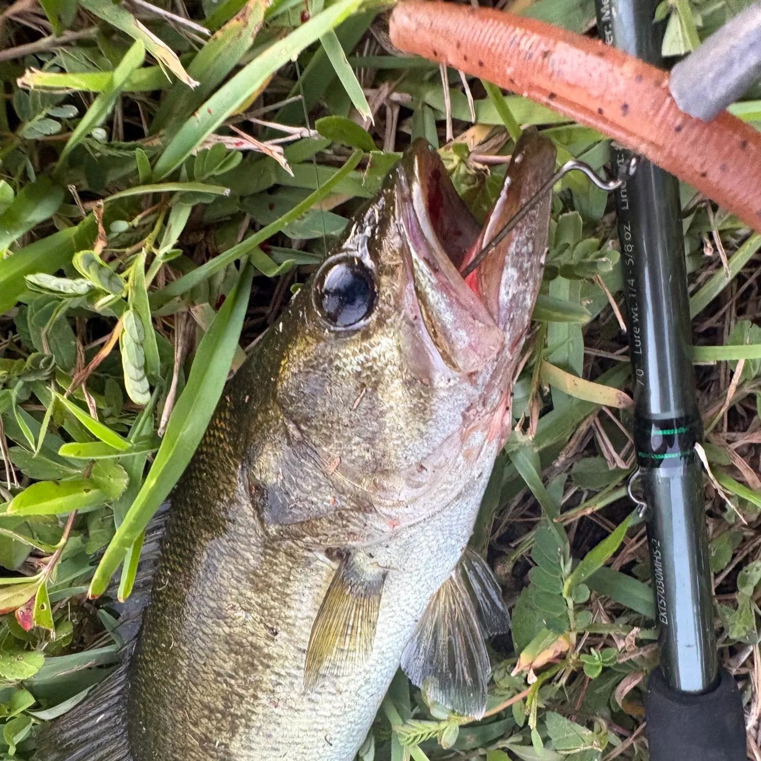 Largemouth bass caught on Fishbrain