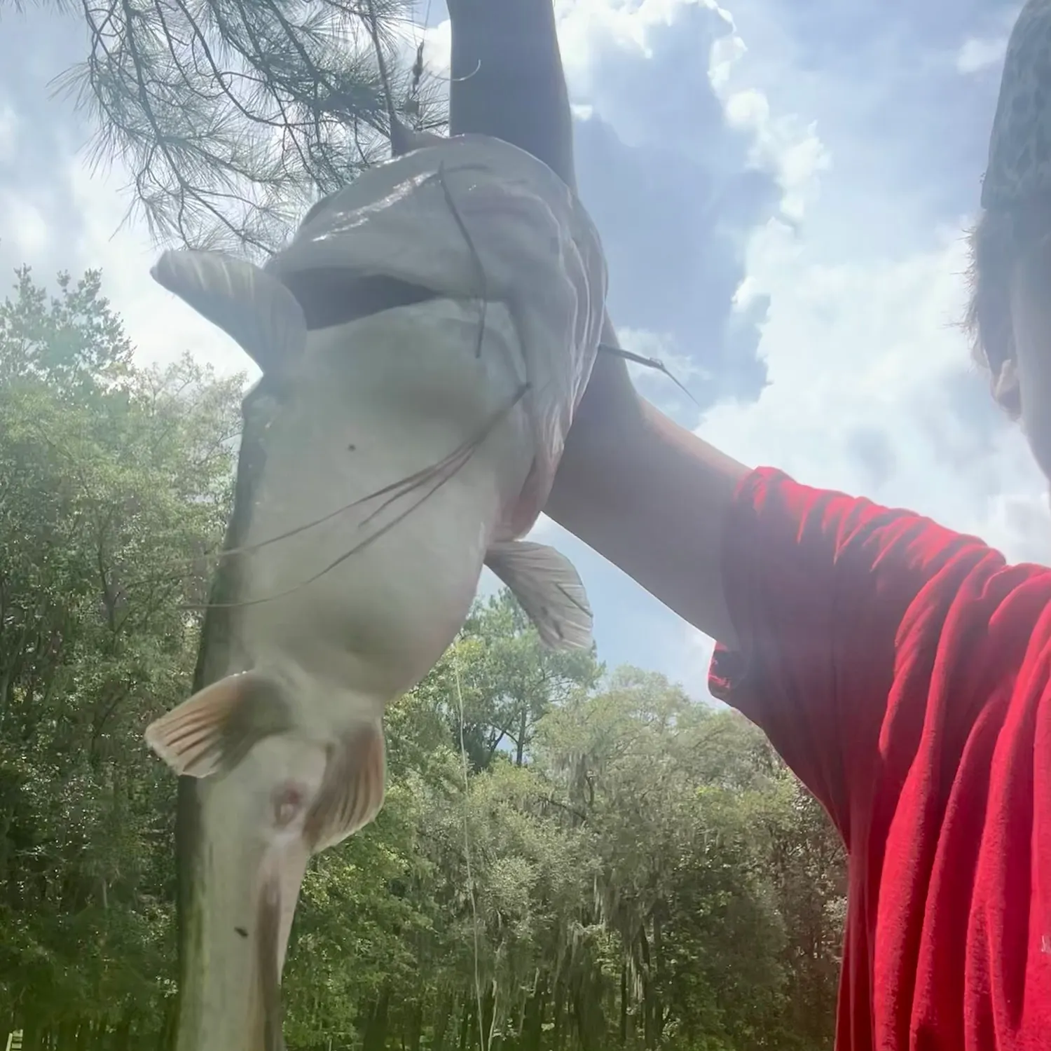 Blue catfish caught on Fishbrain