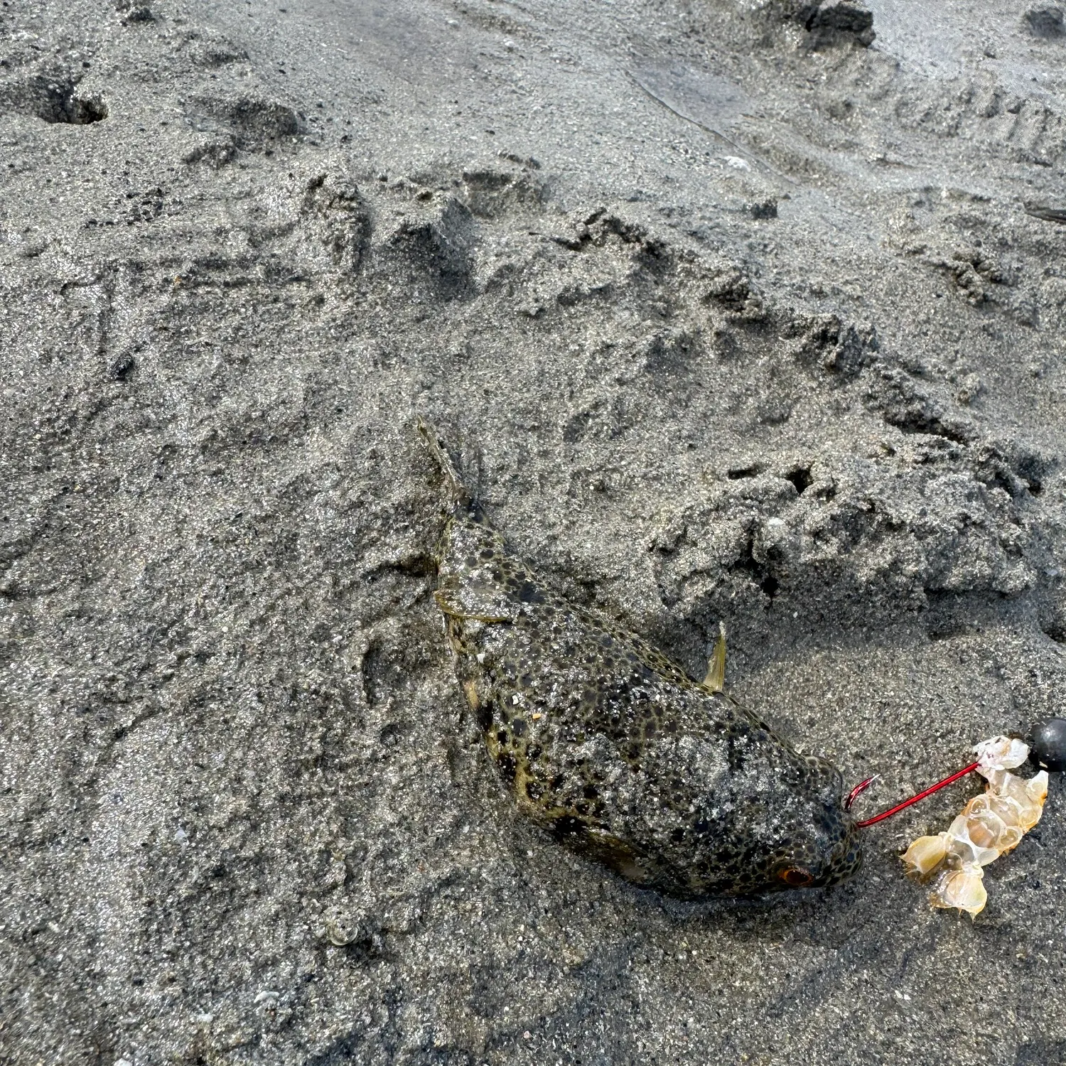The most recent Smooth toadfish catches on Fishbrain