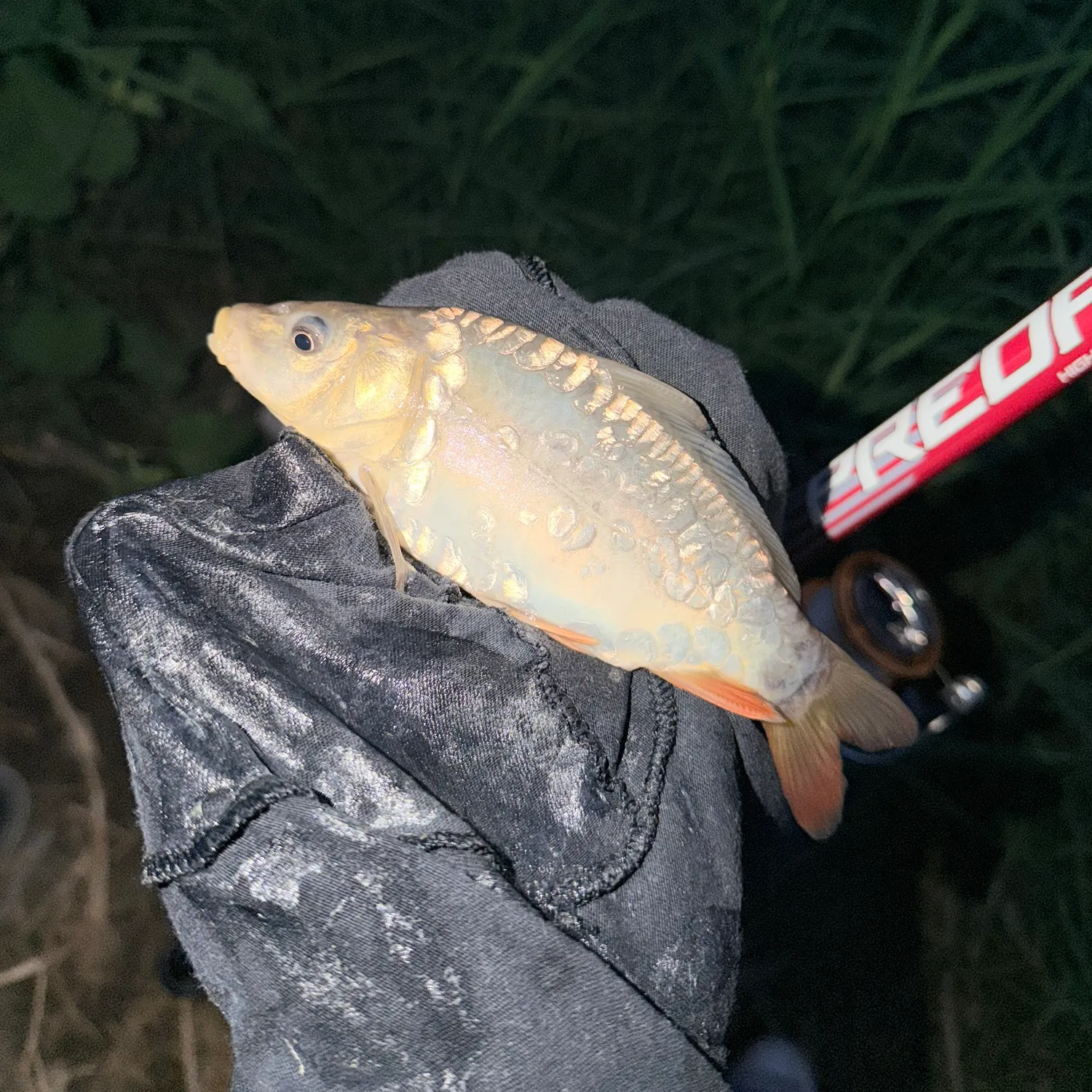 The most recent Leather carp catches on Fishbrain