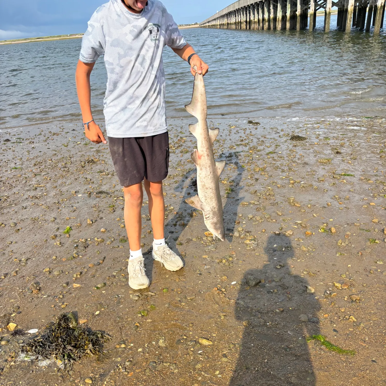 The most recent Lemon shark catches on Fishbrain