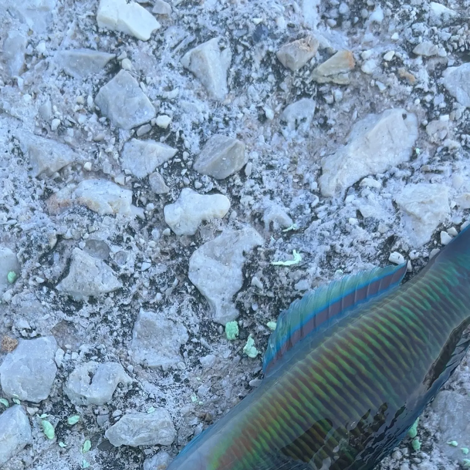 The most recent Ornate wrasse catches on Fishbrain