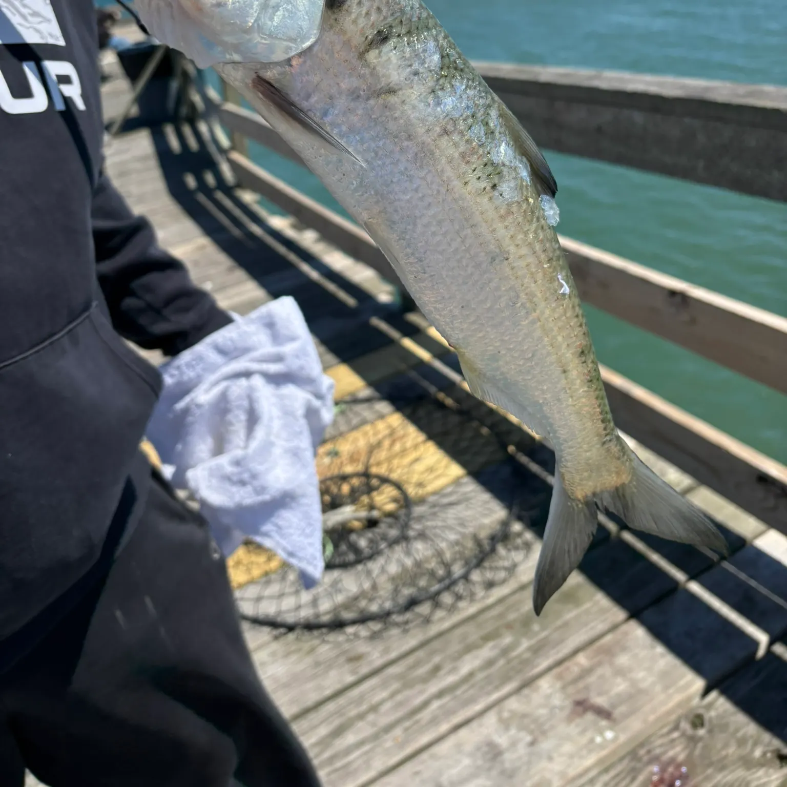 The most recent Finescale menhaden catches on Fishbrain