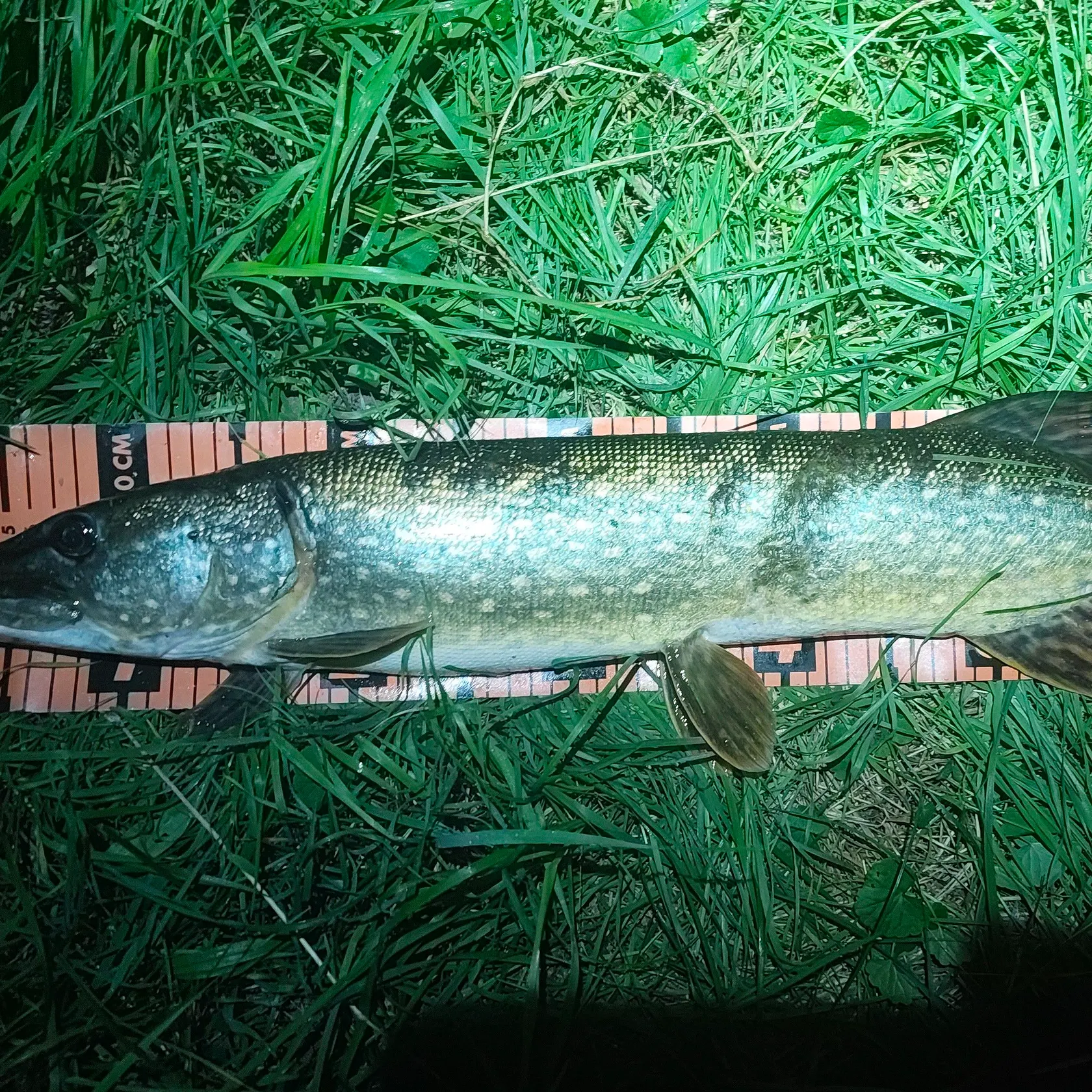 Northern pike caught on Fishbrain