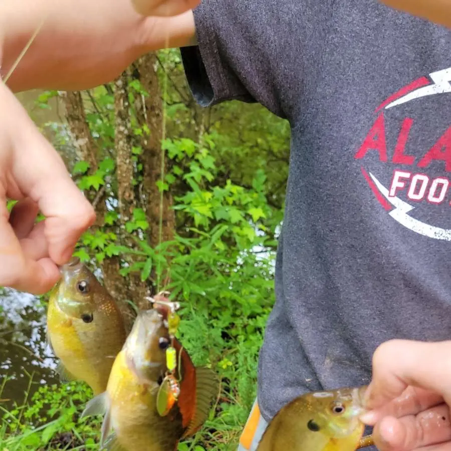 The most recent Bluegill catches on Fishbrain