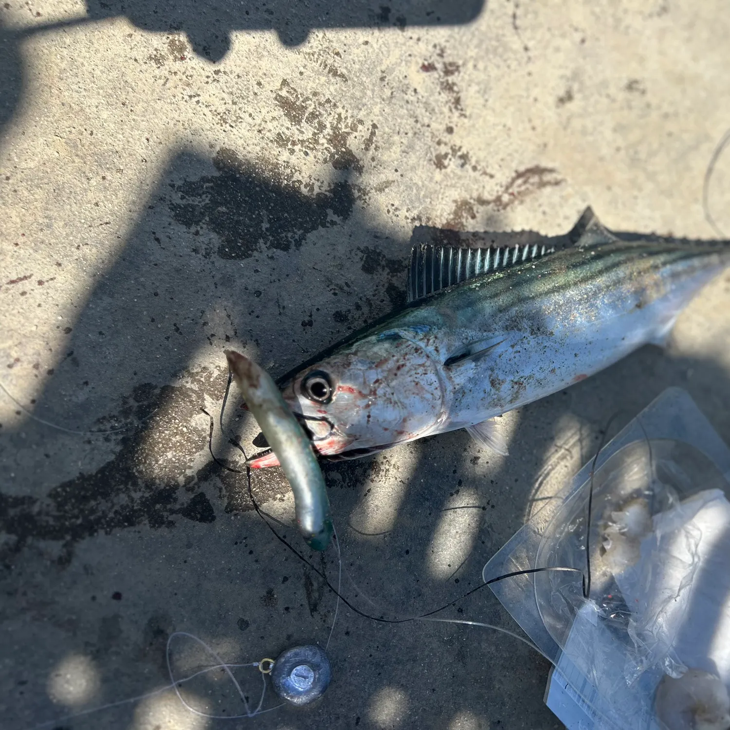 Pacific bonito caught on Fishbrain
