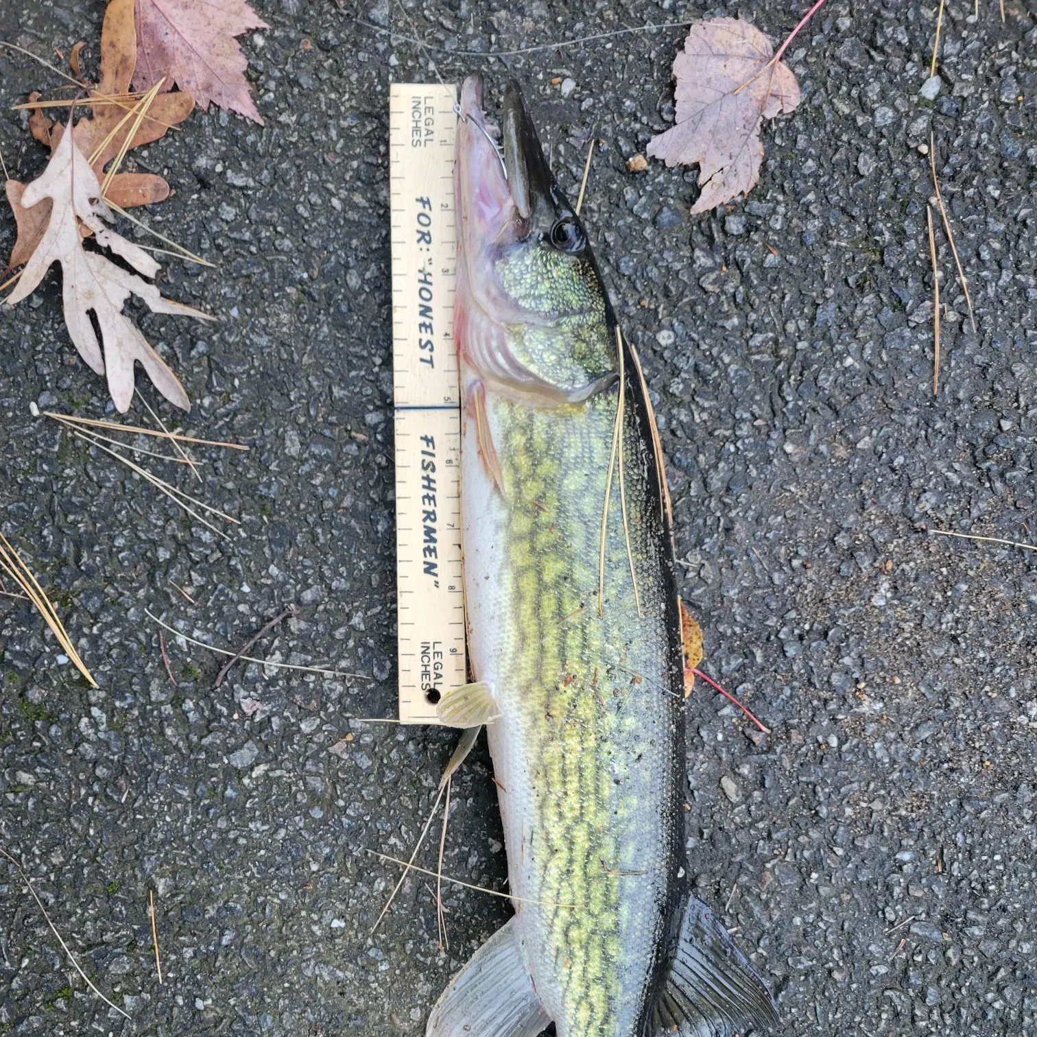 recently logged catches