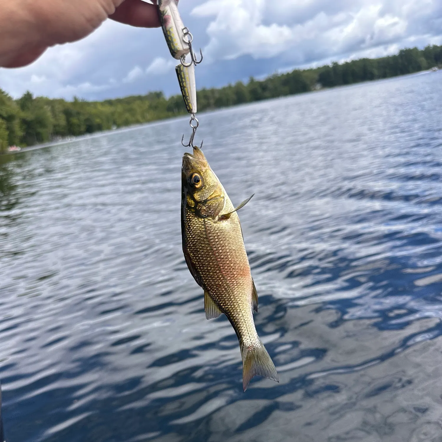 White perch caught on Fishbrain