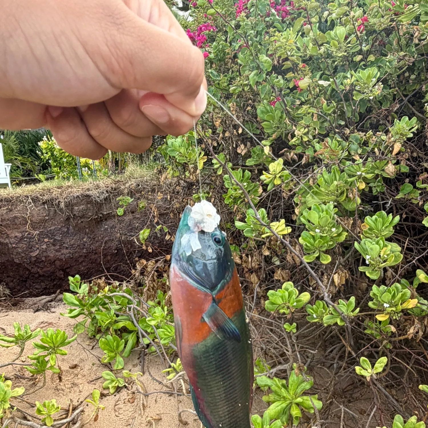 The most recent Christmas wrasse catches on Fishbrain