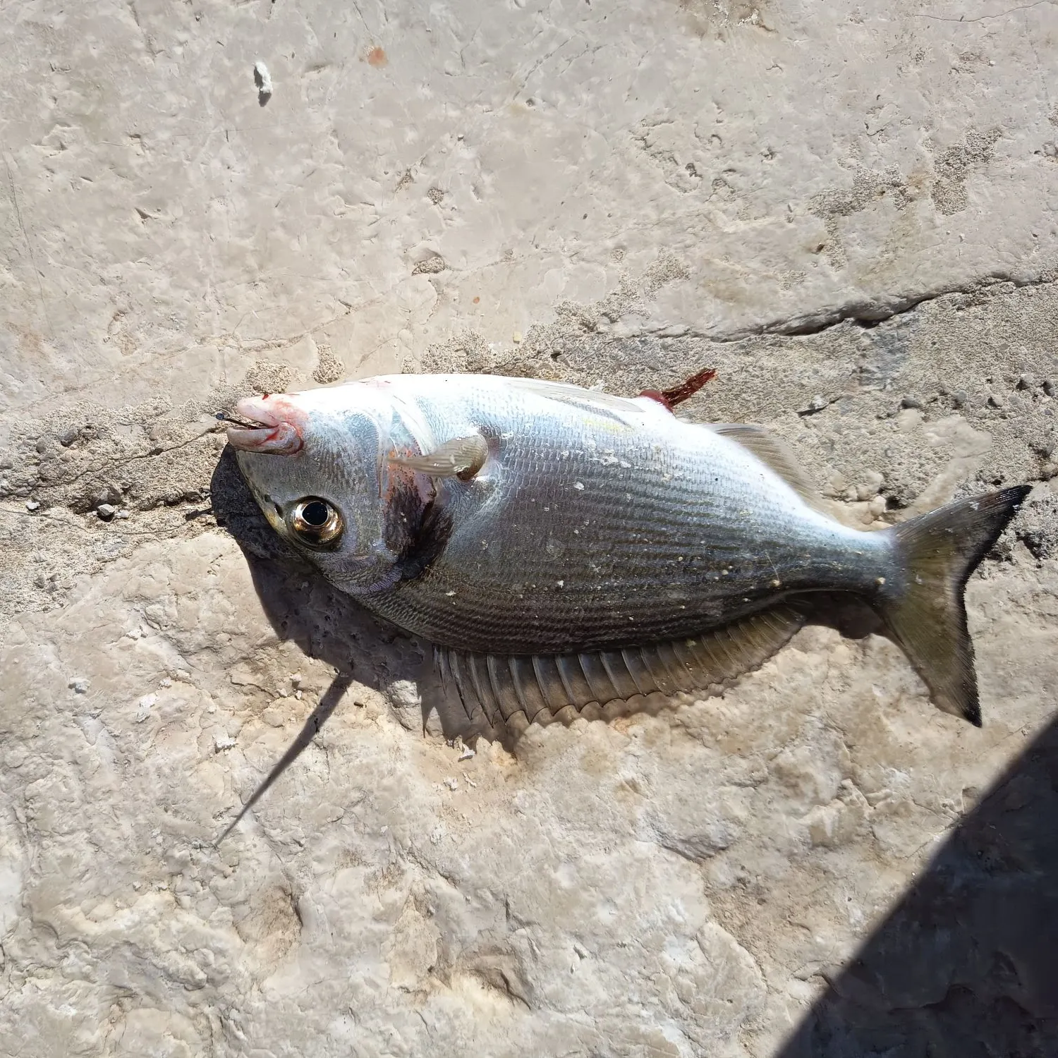 The most recent Gilthead seabream catches on Fishbrain