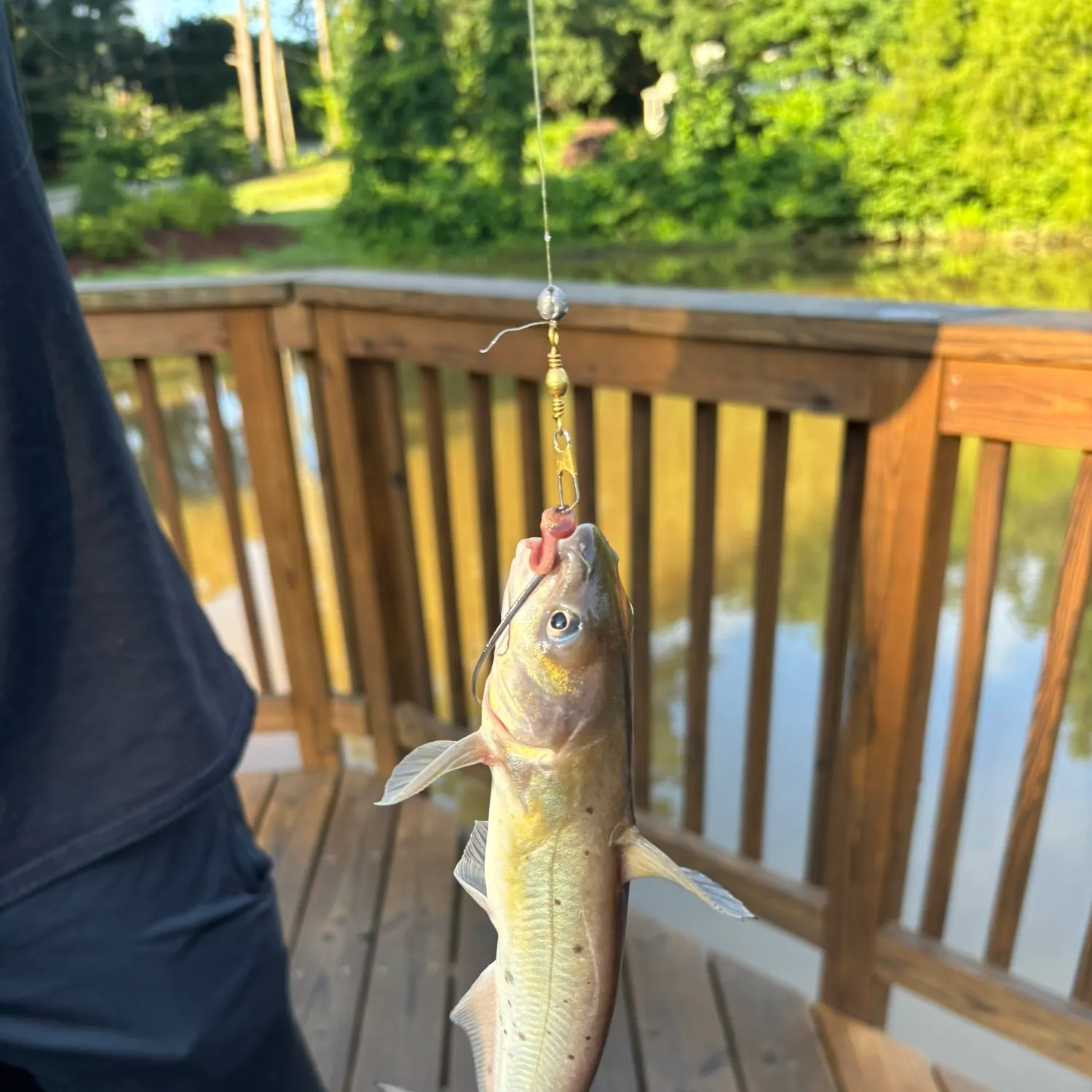 Channel catfish caught on Fishbrain
