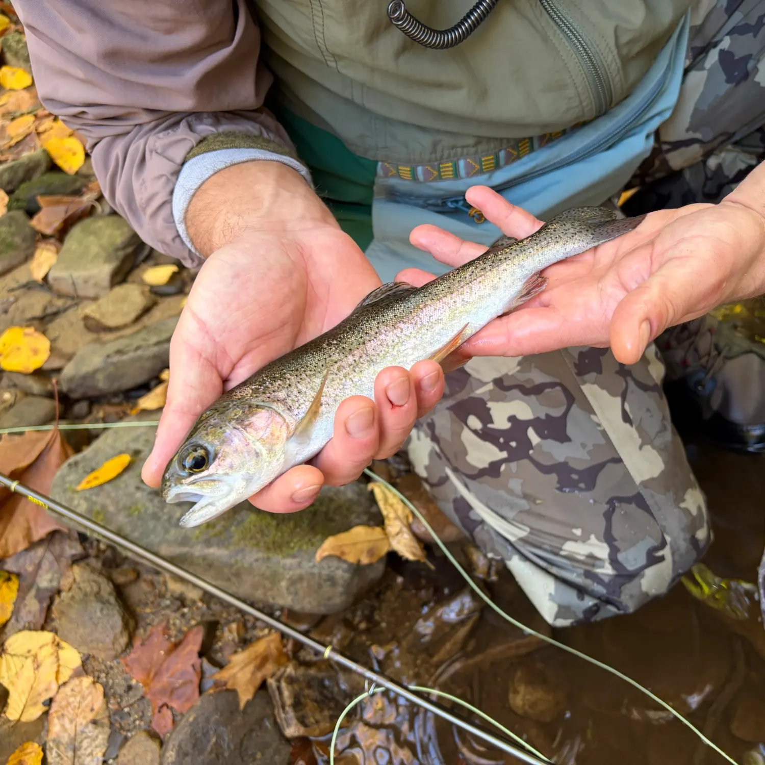 Rainbow trout caught on Fishbrain
