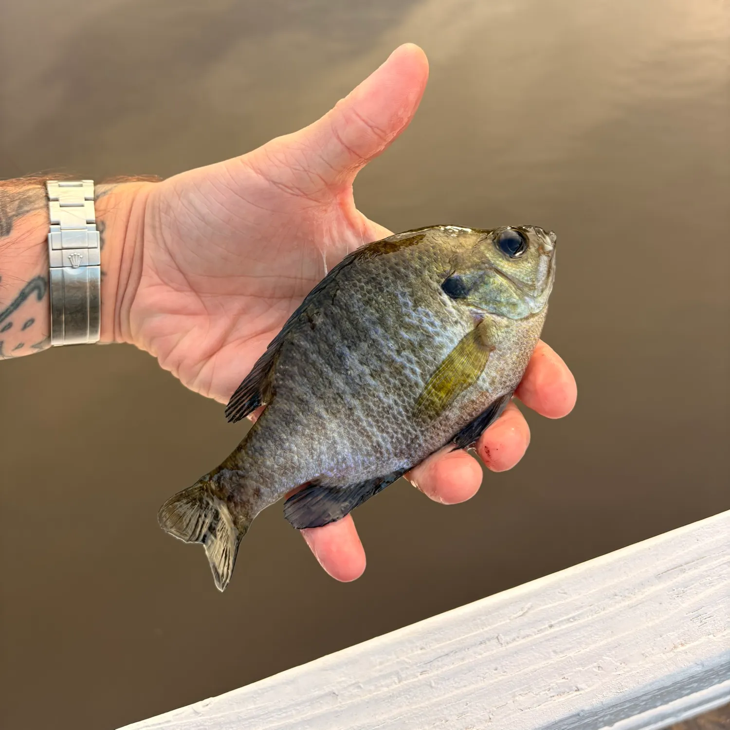 Bluegill caught on Fishbrain