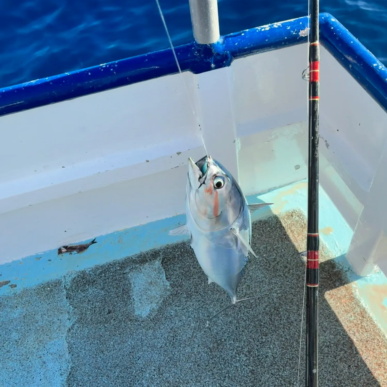 The most recent Frigate tuna catches on Fishbrain