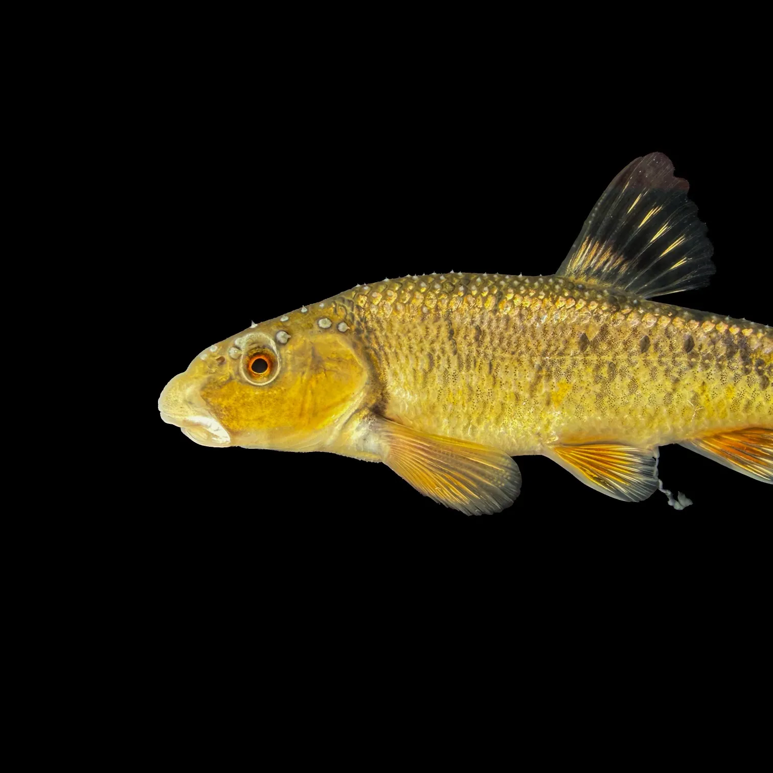 The most recent Central stoneroller catches on Fishbrain