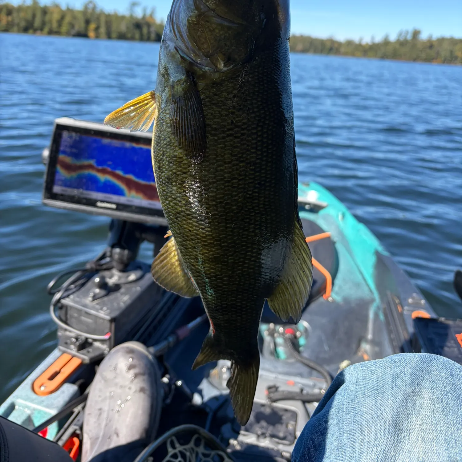 Smallmouth bass caught on Fishbrain