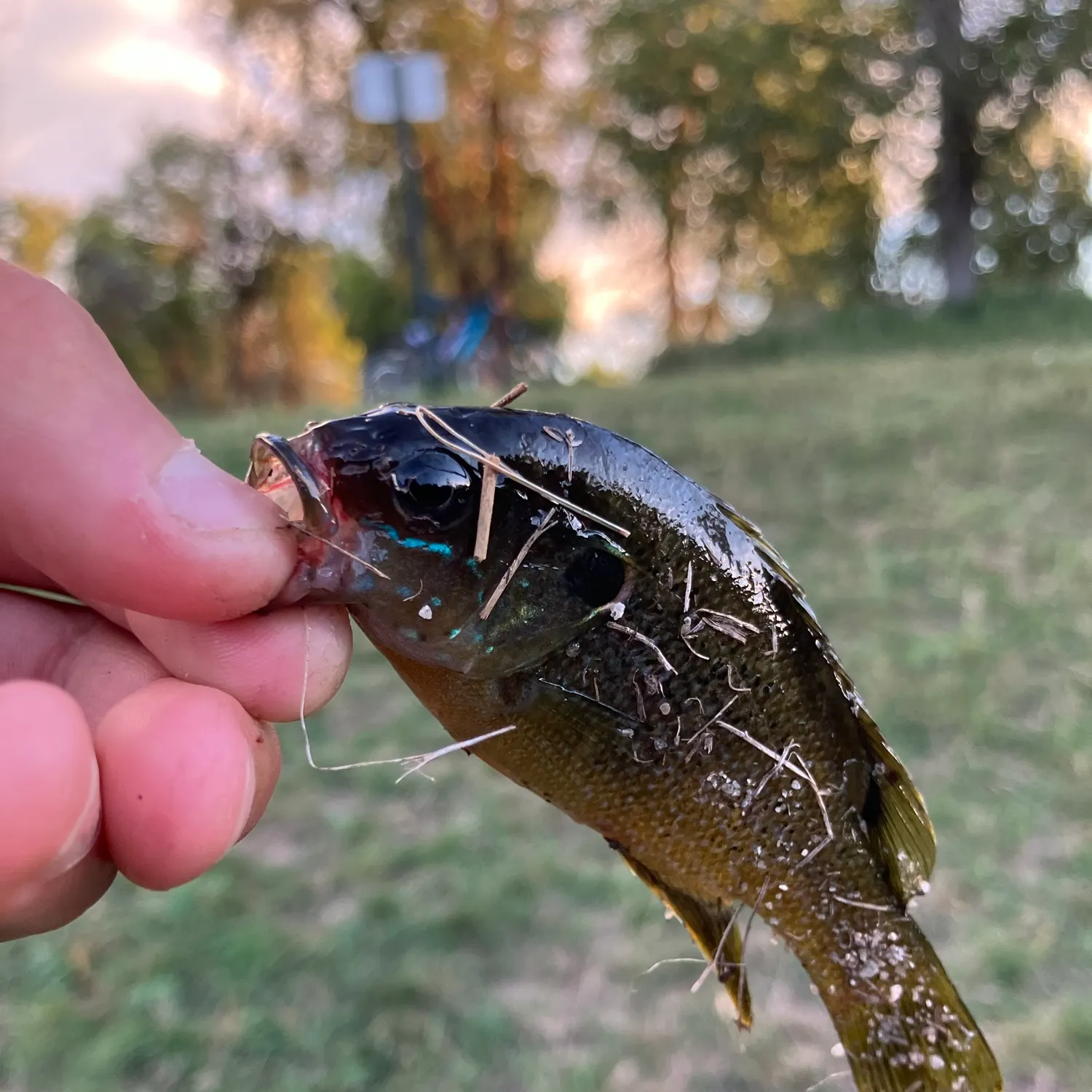 Green sunfish caught on Fishbrain