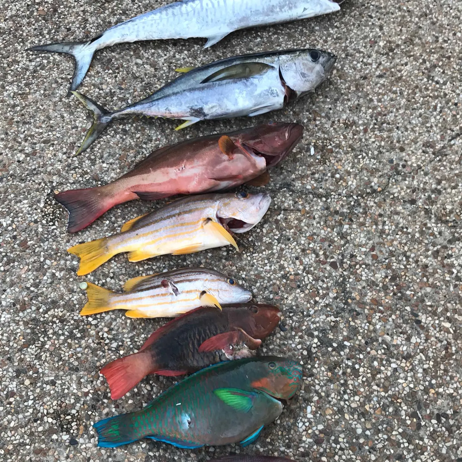 recently logged catches