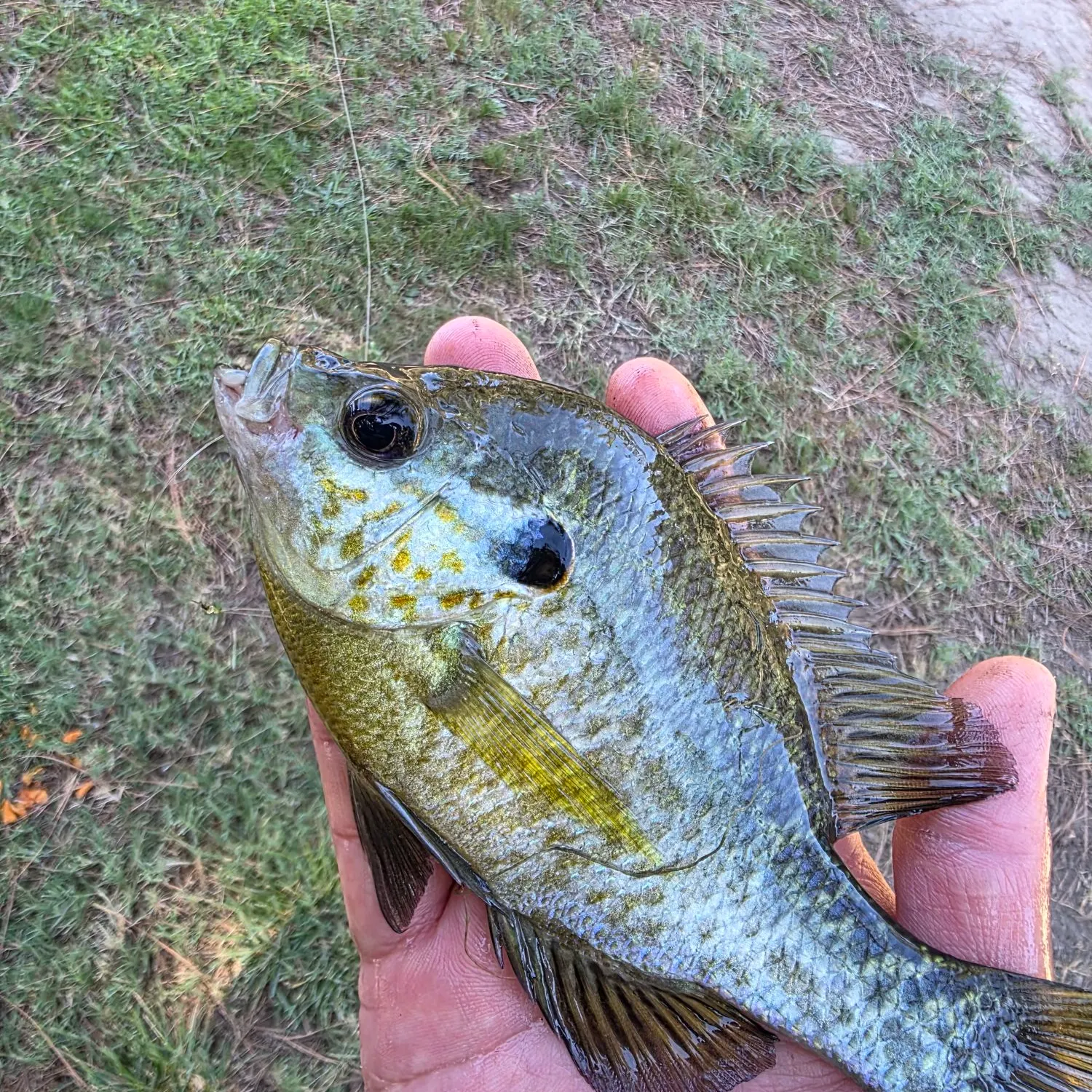 Greengill hybrid caught on Fishbrain