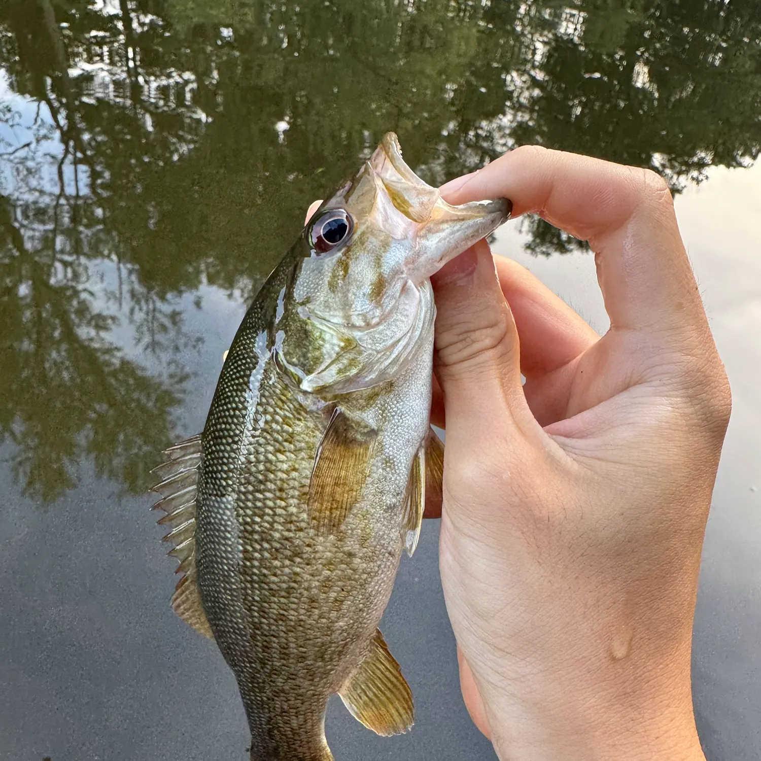 Smallmouth bass caught on Fishbrain